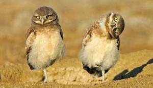 owl-quirks