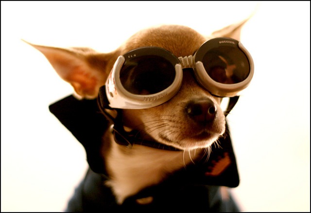 Chihuahua