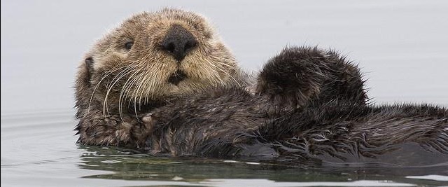 sea-otter