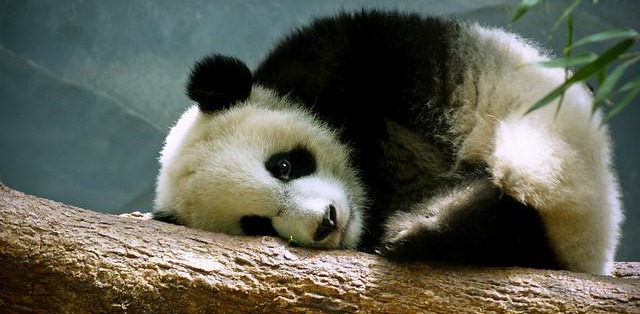 sadpanda According to Google itself this update is designed to reduce 