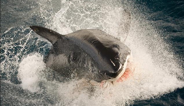shark-attack shark-attack